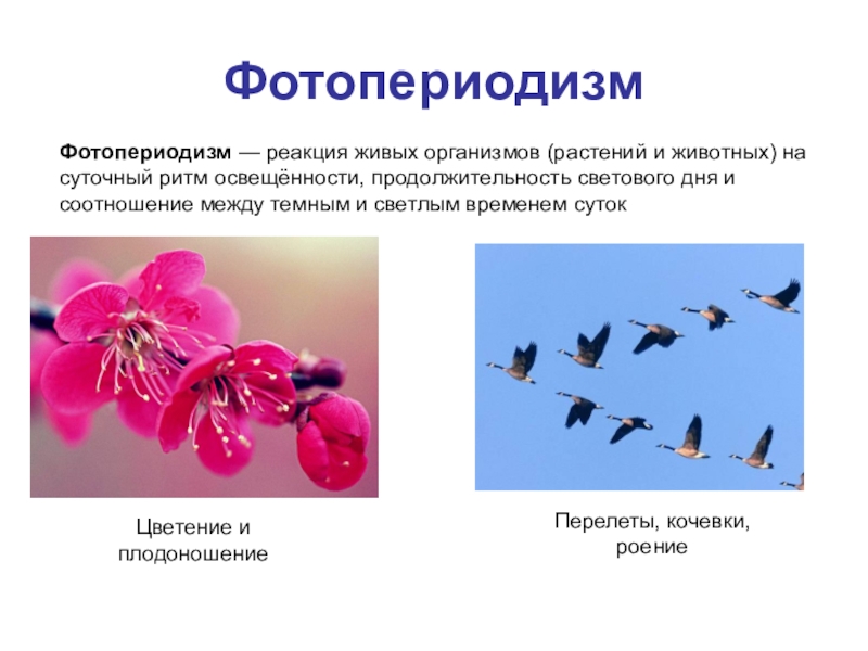 Реакции организмов биология. Фотопериодизм у растений. Фотопериодизм у животных. Реакция растения на фотопериодизм. Фотопериодизм примеры.