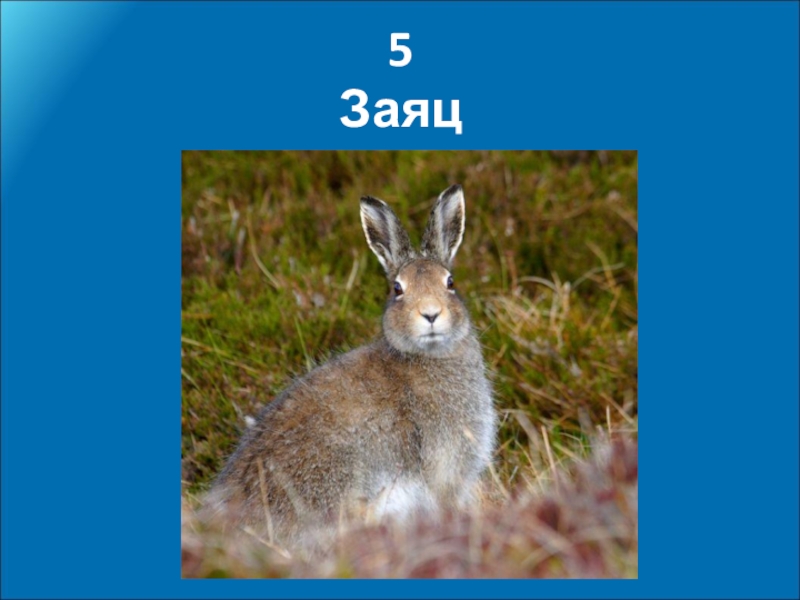 Пять Зайцев. Картинка к слову заяц. Место дневки зайца 5. Картинка заяц с названием твёрдая зе. Без зайцев новинки