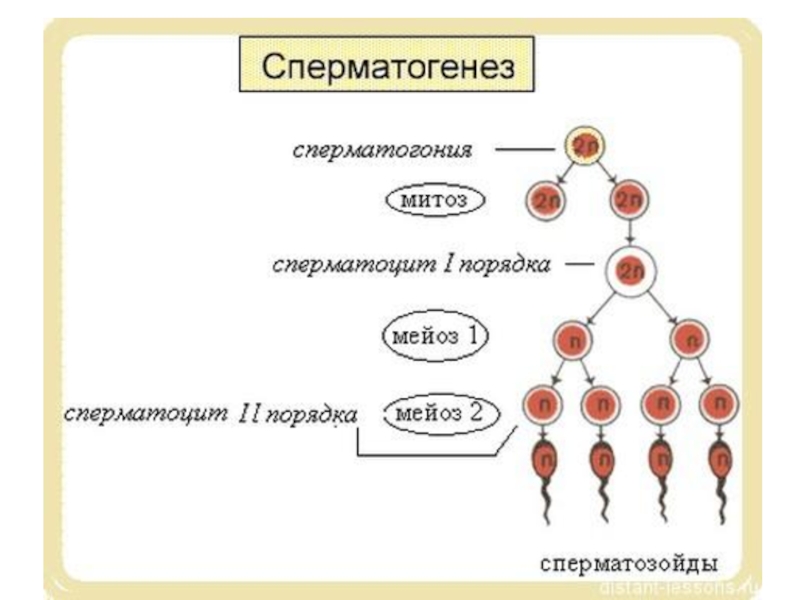 Клетку называют сперматоцитов ii порядка. Схема процесса сперматогенеза. Фаза формирования спермиогенез. Сперматогенез и оогенез таблица. Период созревания сперматогенез.
