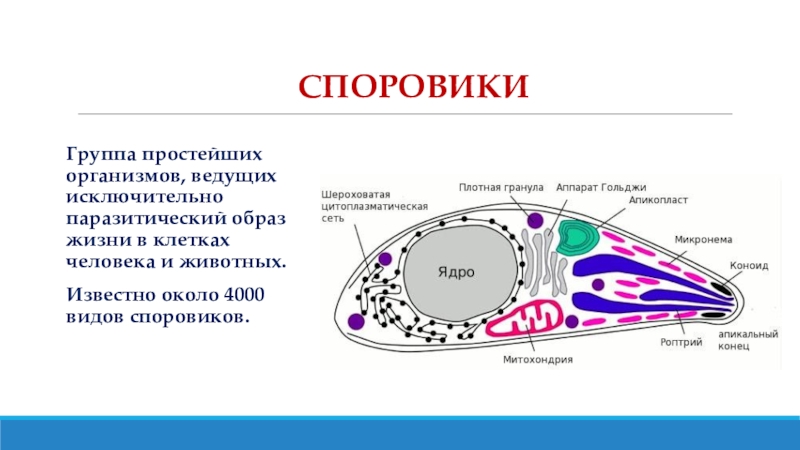 Группы организмов простейшие