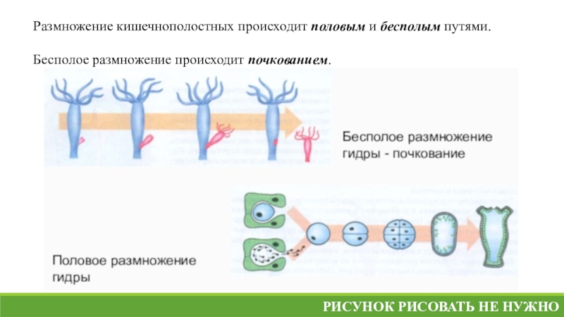 Каким способом размножаются кишечнополостные. Половое размножение кишечнополостных. Бесполое размножение кишечнополостных. Почкование кишечнополостных. Жизненный цикл кишечнополостных.