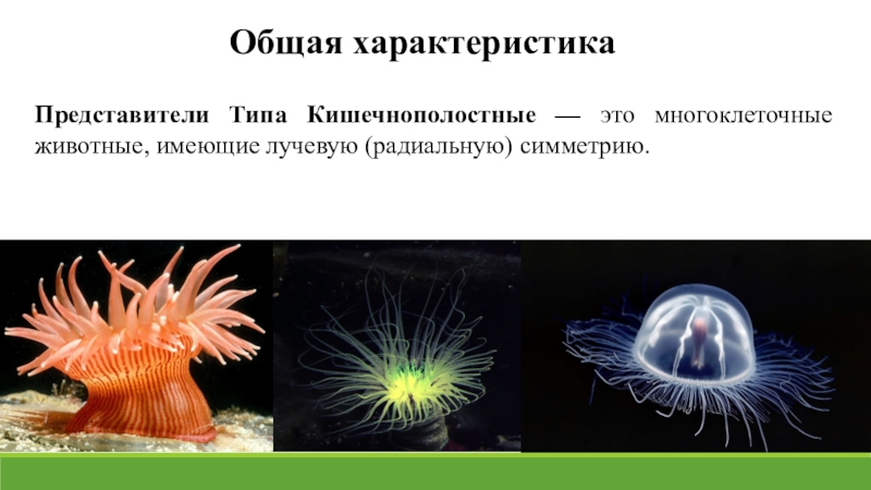 Основные черты строения представителей кишечнополостных. Наука о кишечнополостных. Кишечнополостные многоклеточные животные. Кишечнополостные низшие многоклеточные животные. Кишечнополостные двухслойные животные.