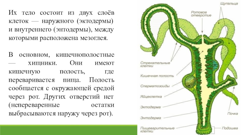 Кишечная полость. Строение гидры мезоглея. Мезоглея у кишечнополостных гидра. Мезоглея у кишечнополостных. Тип Кишечнополостные мезоглея.