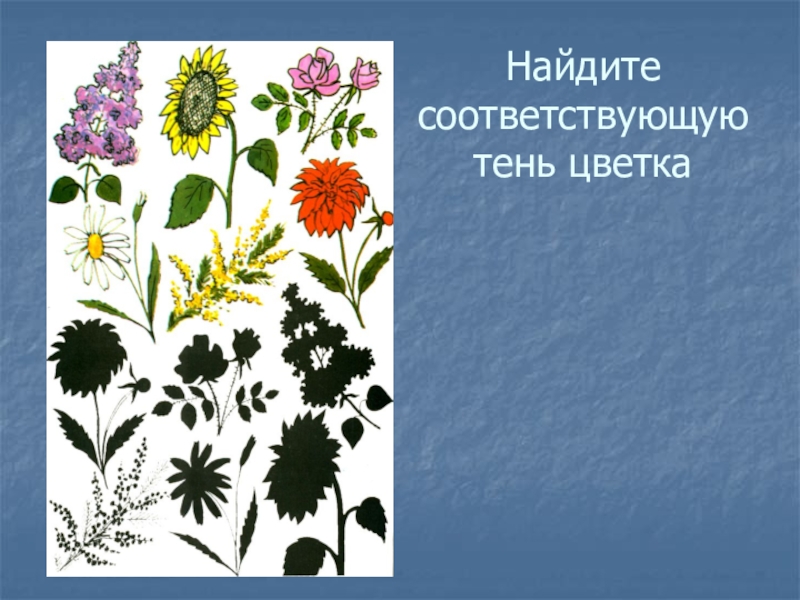 Найди цветов. Найди тень цветы. Угадай по тени растения. Комнатные растения и их тени. Найди тень лекарственные растения.