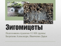 Зигомицеты