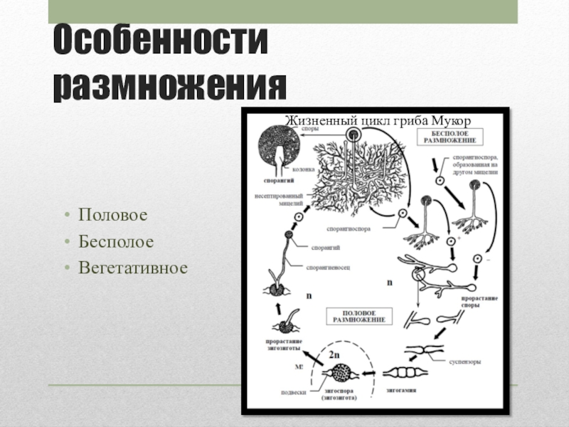 Схема жизненный цикл мукора