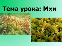 Тема урока: Мхи