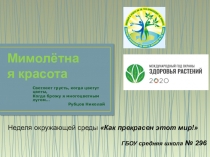 Мимолётная красота