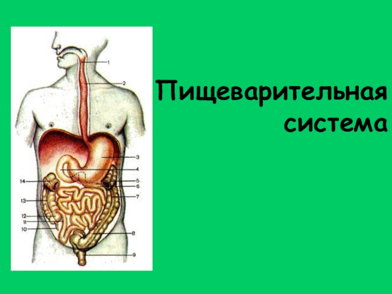 Физиология пищеварения презентация