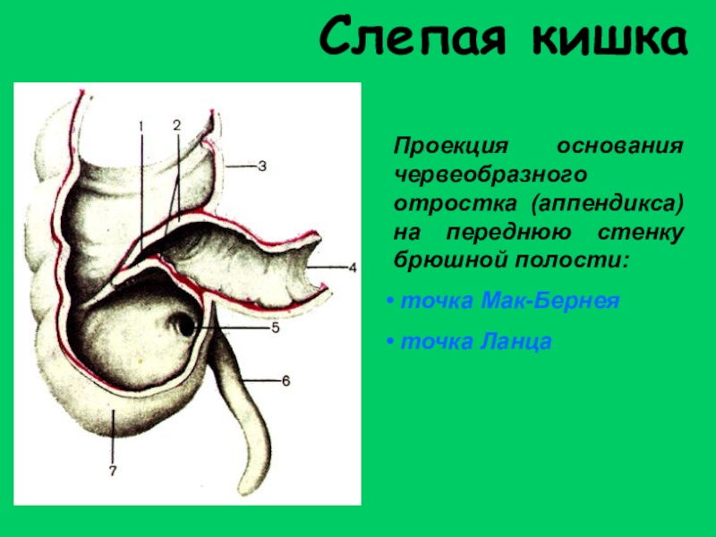 Где слепая кишка рисунок