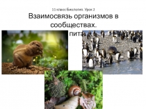 11 класс Биология. Урок 2
Взаимосвязь организмов в сообществах.
Цепи питания