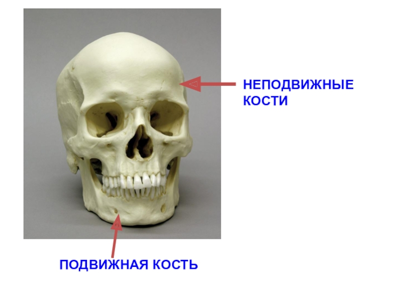 Неподвижные кости. Подвижные и неподвижные кости. Подвижные кости. Подвижной костью черепа является.