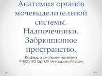 Анатомия органов мочевыделительной системы. Надпочечники. Забрюшинное