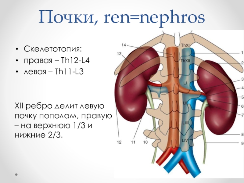 Почки человека картинки расположение