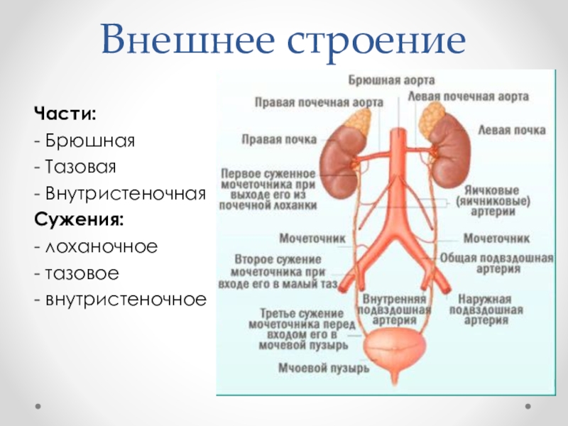 Мочевыделительная система анатомия презентация