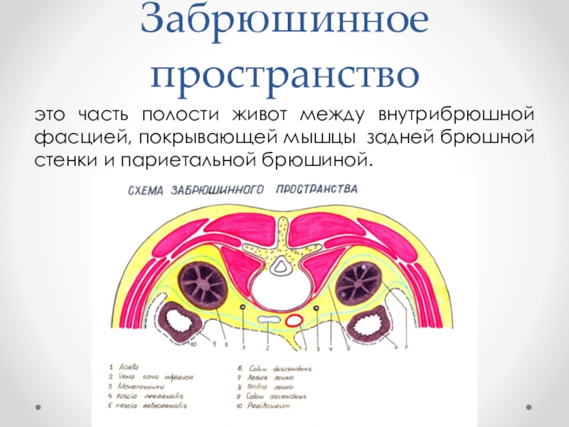 Забрюшинное пространство схема