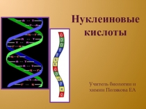Нуклеиновые кислоты
Учитель биологии и химии Полякова ЕА