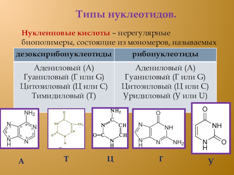 Классификация нуклеиновых кислот схема