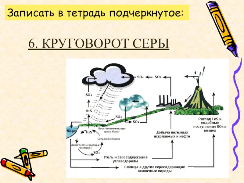 Какую роль играют микроорганизмы в круговороте серы составьте логическую схему круговорота