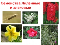 Семейства Лилейные и злаковые