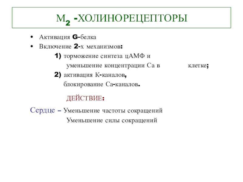 М холинорецепторы. М1 холинорецепторы механизм сопряжения. М холинорецепторы g белки. Активация холинорецепторов. N холинорецепторы механизм сопряжения.