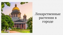 Лекарственные растения в городе