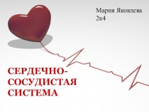 СЕРДЕЧНО- СОСУДИСТАЯ СИСТЕМА