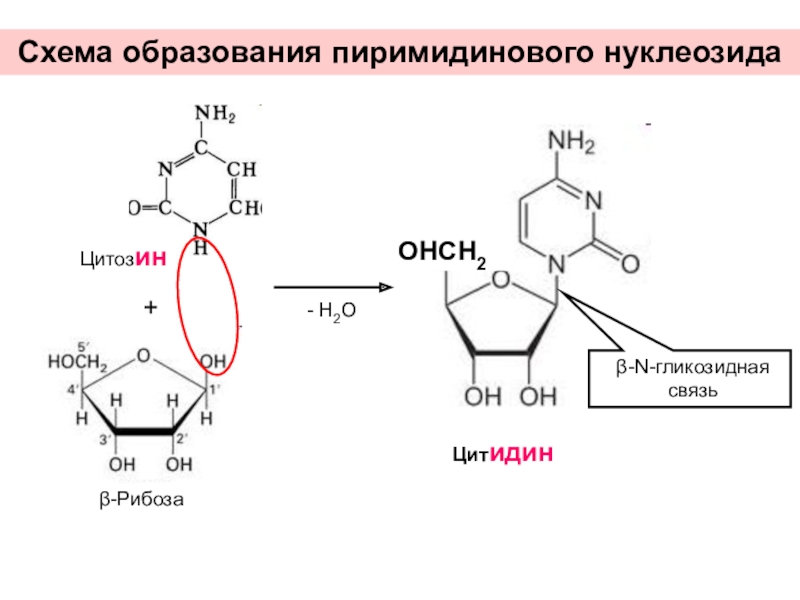 Схема образования цитидина