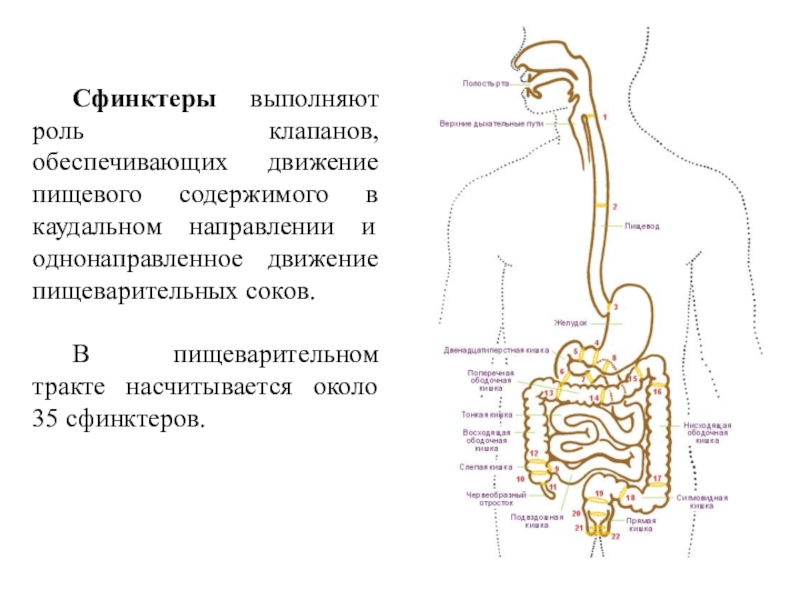 Сфинктеры в организме человека. Сфинктеры толстой кишки схема. Движение пищевого комка по пищеварительному тракту. Сфинктеры кишечника человека схема.