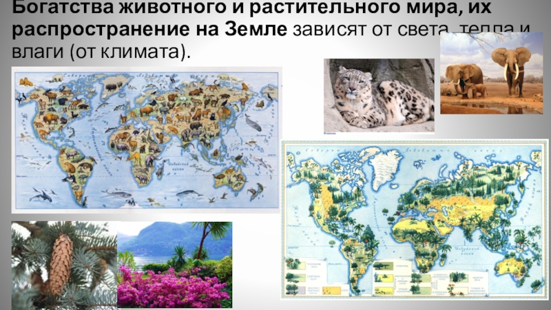 Схема развития растительного мира 7 класс земли