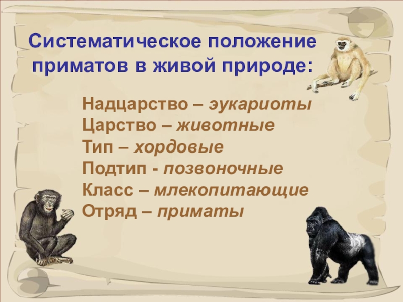 Положение животных. Класс млекопитающие отряд приматы. Царство животные Тип Хордовые класс млекопитающие отряд приматы. Отряд приматы общая характеристика. Систематическое положение млекопитающих.