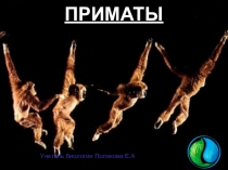 ПРИМАТЫ