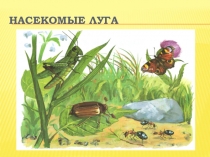 НАСЕКОМЫЕ ЛУГА