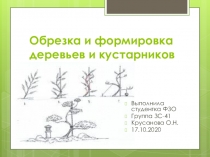 Обрезка и формировка деревьев и кустарников