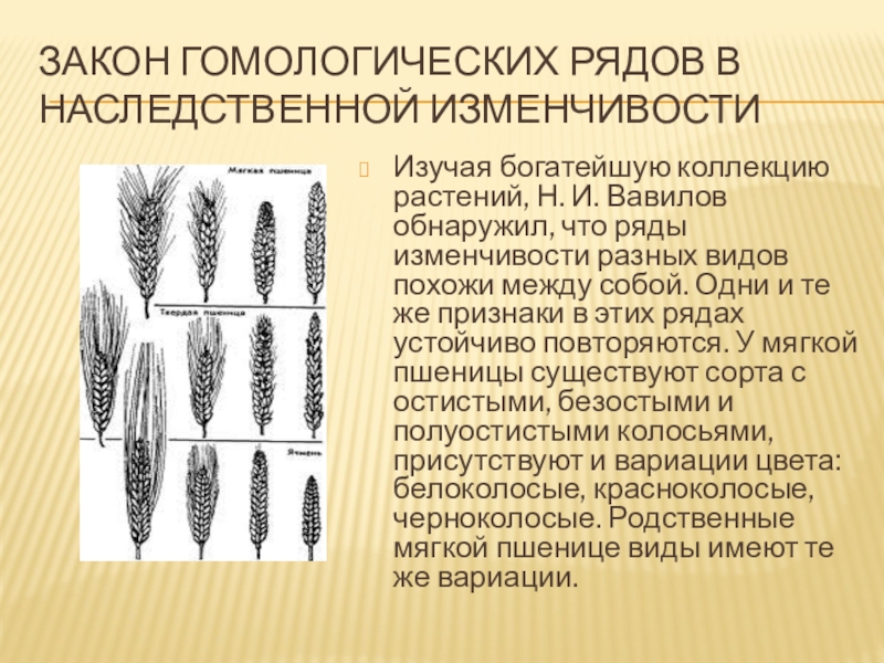 Общебиологическое значение закона гомологических рядов