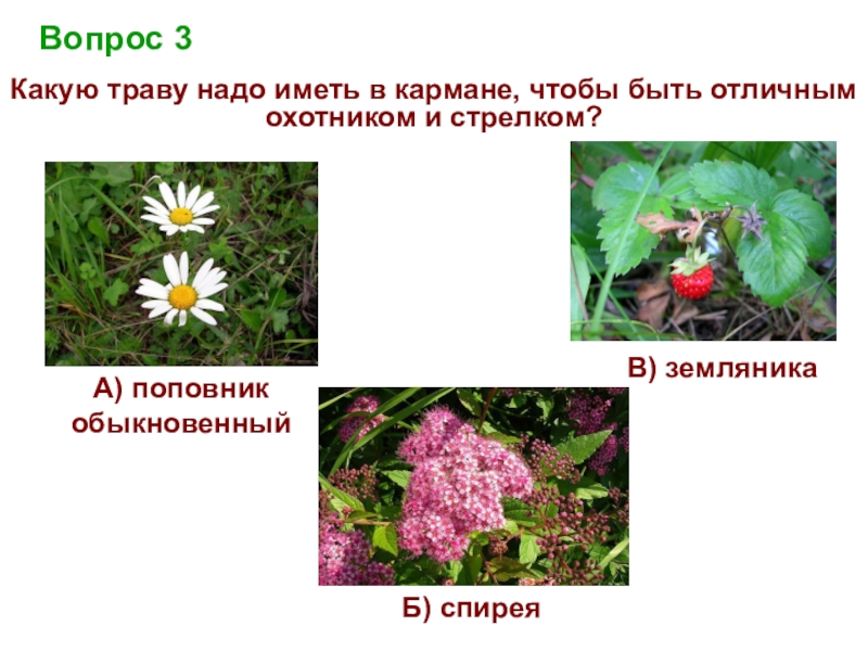 К цветковым. Какие растения есть в Европе. Какие растения запрещены. Спирея и земляника. Какие растения есть в Москве.
