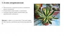 1.Агава американская
Используется в горизонтальном и смешанном видах