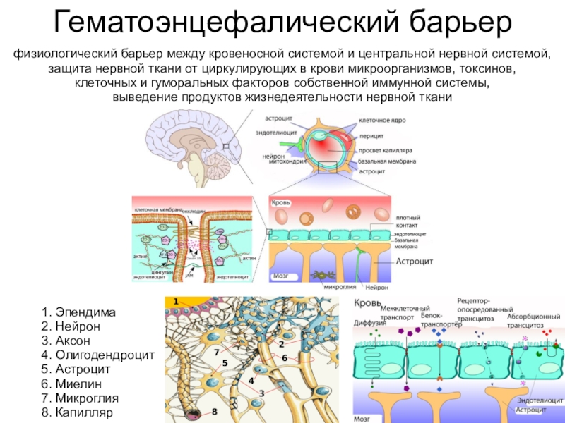 Схема строения гематоэнцефалического барьера