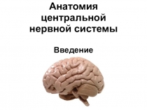 Анатомия центральной нервной системы Введение