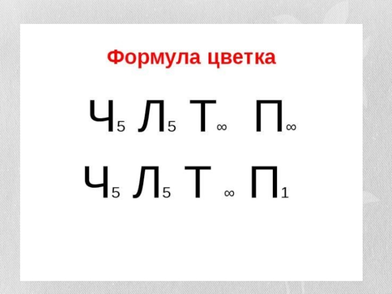 Ч 5 л 5. Формула цветка ч5л5т∞п∞. ✽ч5л5т∞п∞. Формула цветка ч5л5т п1. Формула цветка розоцветных ч 5+5 л 5 т ∞ п ∞.