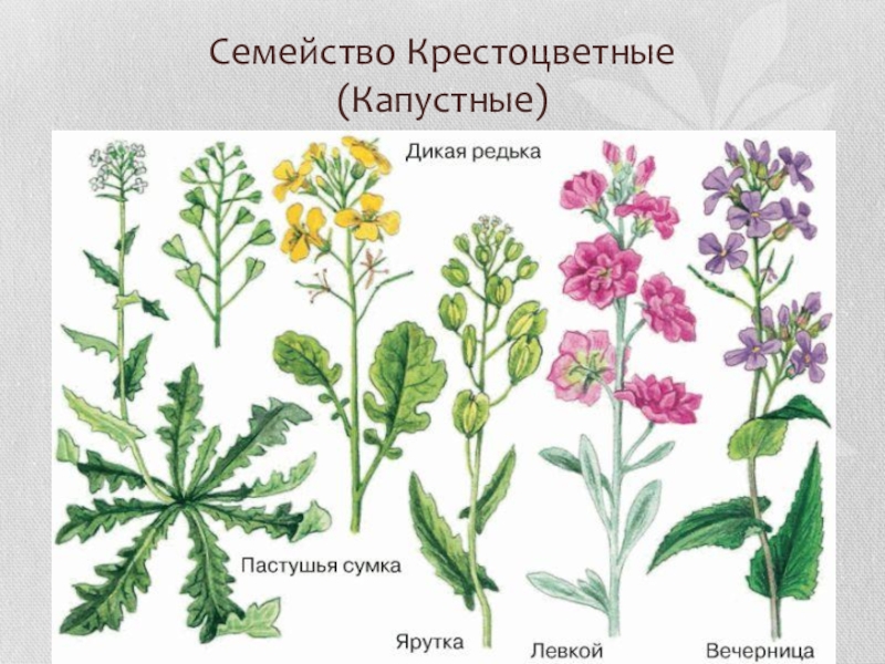 Представители семейства крестоцветных фото