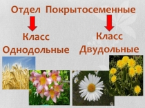 Отдел Покрытосеменные
Класс Однодольные
Класс
Двудольные