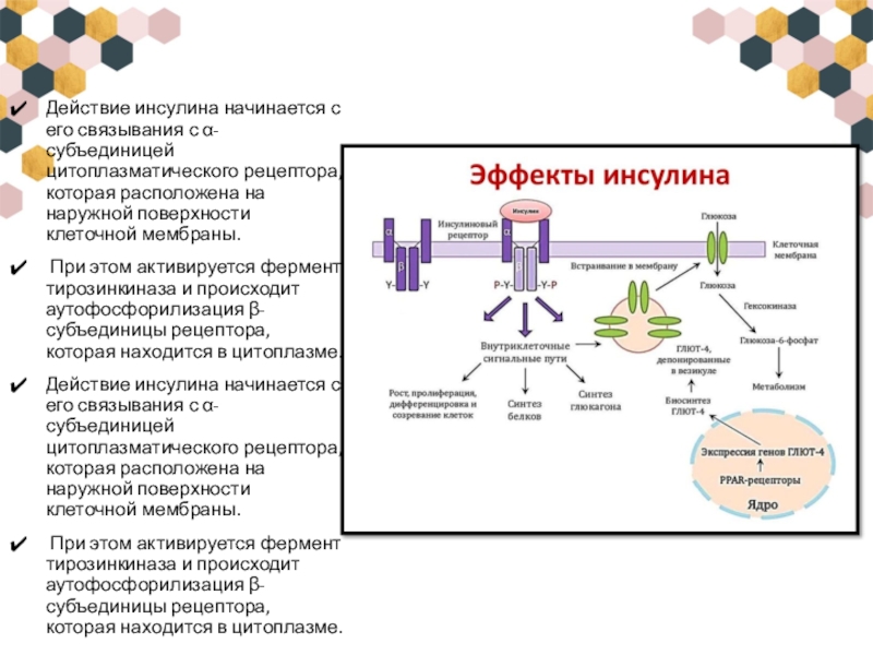 Инсулин какими клетками