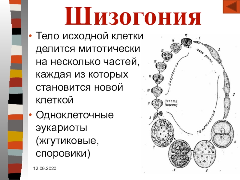 Исходный организм. Шизогония эймерии. Шизогония это в биологии. Шизогония схема. Шизогония примеры организмов.