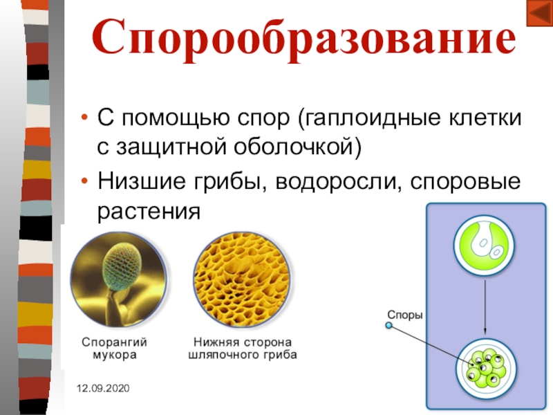 Гаплоидные клетки растений. Спорообразование. Спорообразование примеры. Спорообразование у растений. Спорообразование у эукариот.