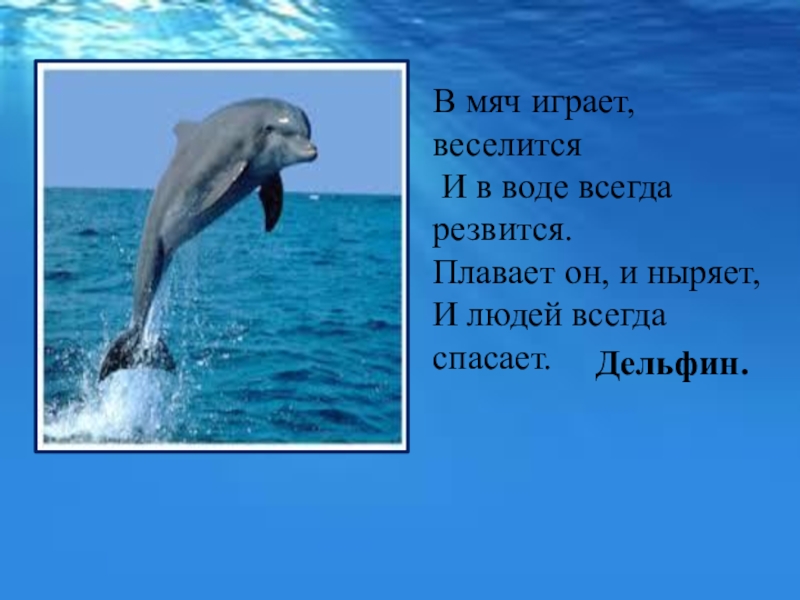 Дельфин стихи. Дельфин плавает, ныряет,.. 23 Июля Всемирный день китов и дельфинов презентация. Защита дельфинов презентация. Слайды с китами и дельфинами.