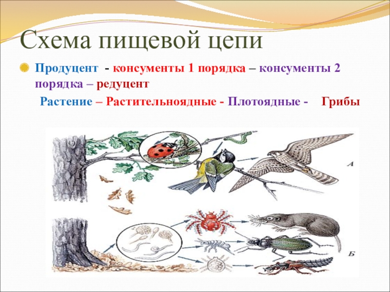 Сообщество экосистема биогеоценоз презентация