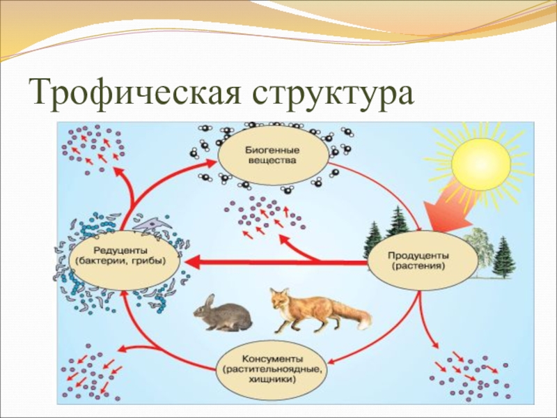 Сообщество экосистема биогеоценоз презентация