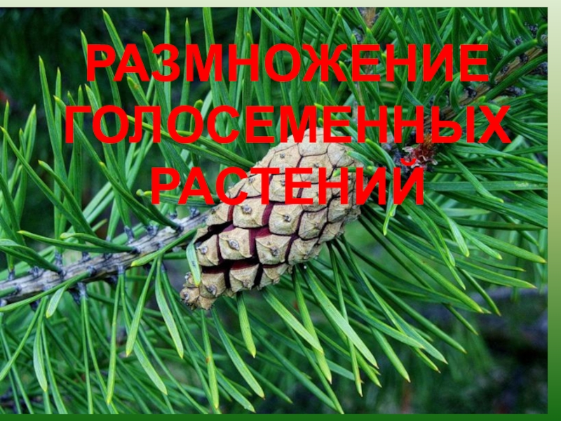 РАЗМНОЖЕНИЕ ГОЛОСЕМЕННЫХ РАСТЕНИЙ