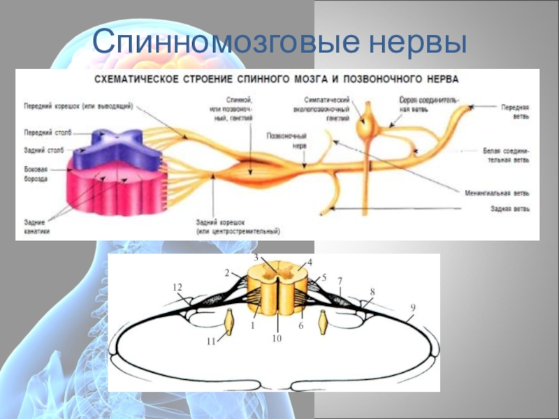 Образование спинномозгового нерва схема